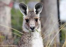 жизнь животных, детская газета