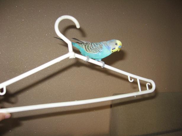 фотография Ангелины, попугай Гриша, детская газета