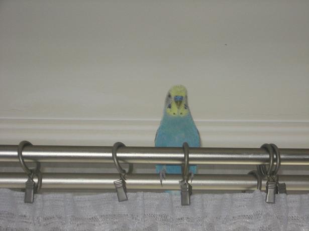 фотография Ангелины, попугай Гриша, детская газета