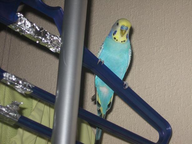 фотография Ангелины, попугай Гриша, детская газета