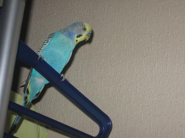 фотография Ангелины, попугай Гриша, детская газета