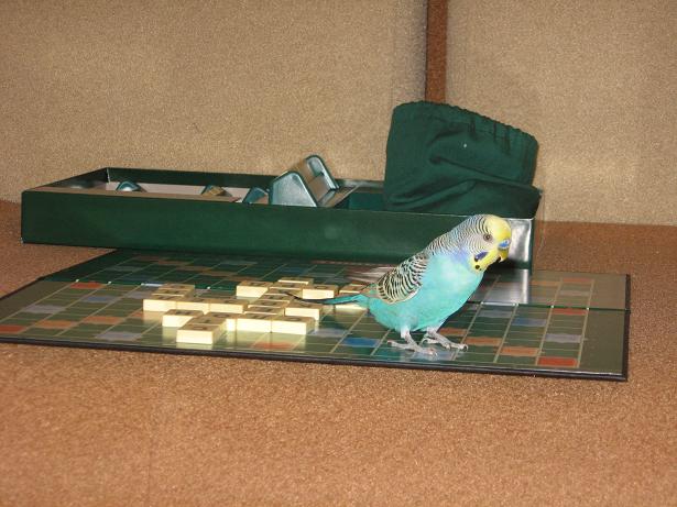 фотография Ангелины, попугай Гриша, детская газета