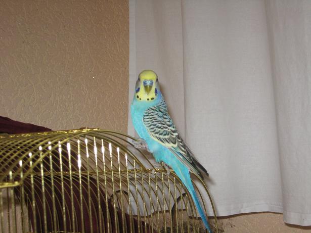 фотография Ангелины, попугай Гриша, детская газета