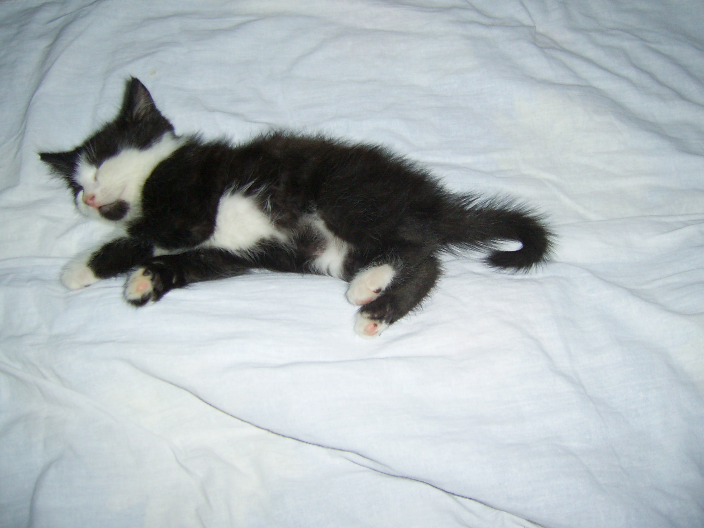 Пусик, фотография Ани Черных, детская газета