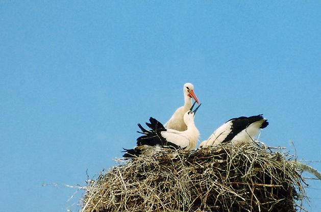 аисты, детская газета для родителей