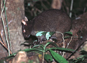 японский древесный заяц, детская газета