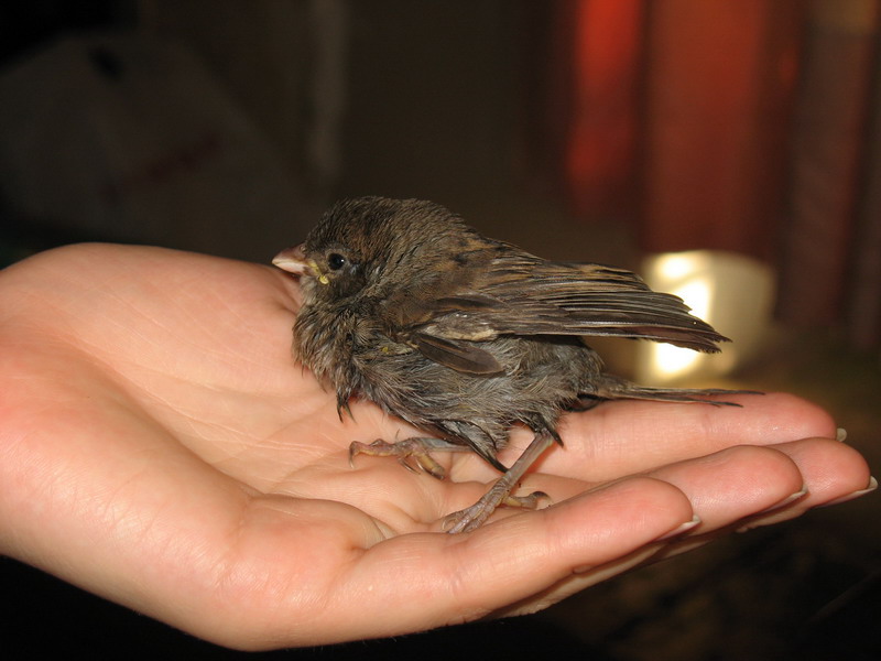 Воробей. Детская газета